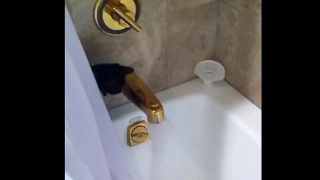 Un chat trop curieux tombe dans l'eau