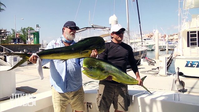 Thief of the Ocean | Sea Lion Steals Trophy Fish