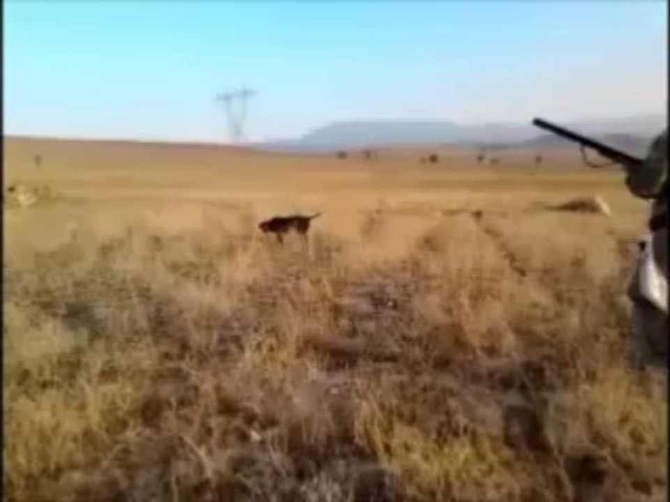 bıldırcın avı-av partnerim paşa 1