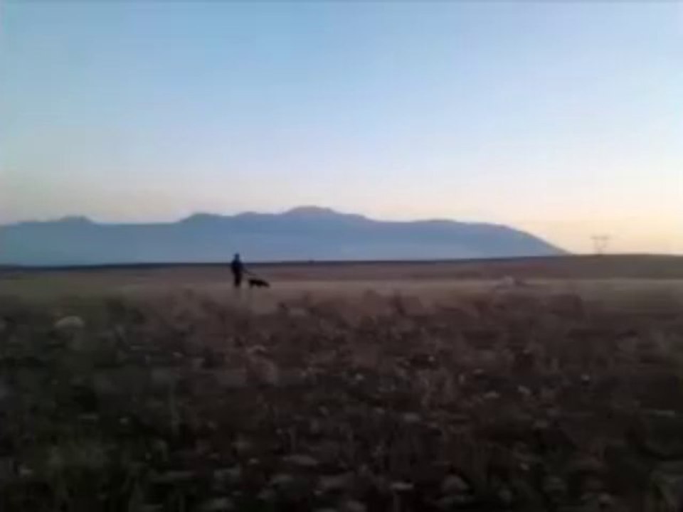 bıldırcın avı-av partnerim paşa 3