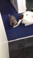 Kitten plays with big american staff dog! So cute...