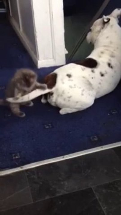 Un bébé chat joue avec la queue d'un gros chien... Trop mignon!