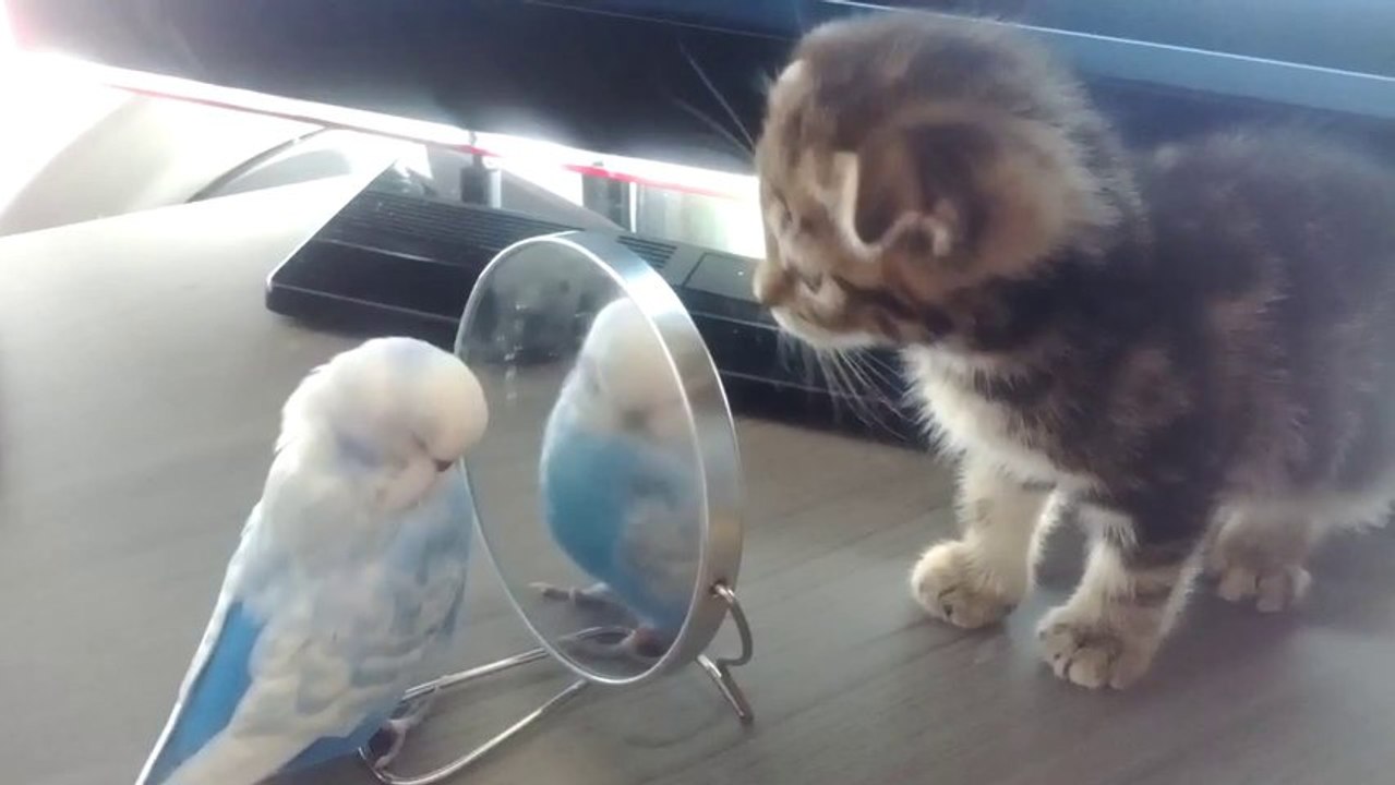 Kitten Unsure About Budgie