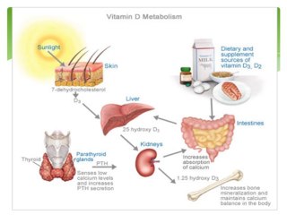 Supplement Spot Calcium and Vitamin D