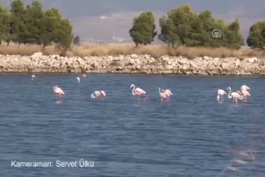 Kuş cenneti at cenneti oldu