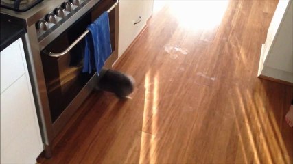 Ruby the Wombat Gets Hyperactive