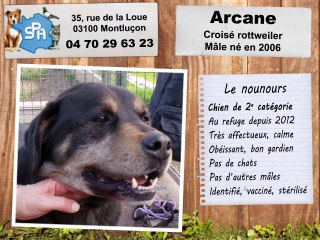 Arcane, croisé rottweiler : adopté