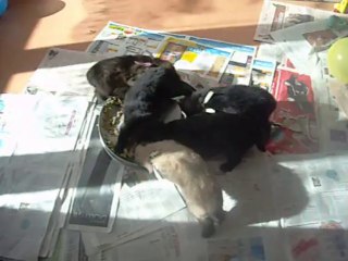 30 octobre 2013 : repas