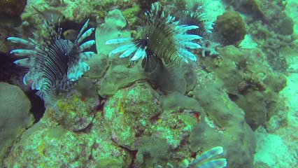 Moka - Marie-Galante