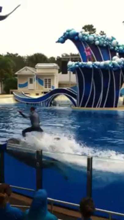 SeaWorld dolphins