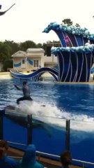 SeaWorld dolphins