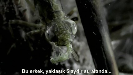 Yaşam Harikaları: 1- Hayat Nedir? | TrSub | 720p | HD