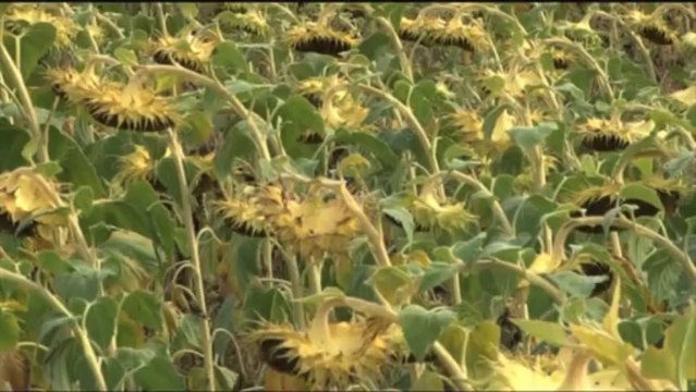 Trophées de l'agriculture durable : Portrait de Pierre Pujos