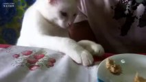 Videos de Risa: Recopilacion de animales ladrones de comida (tepillao.com)