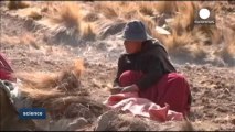 İklim değişikliği Bolivyalı çiftçilerin geleceğini tehdit ediyor