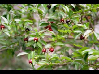 OSEIAS  CAP 4  - A BIBLIA NA LINGUAGEM DE HOJE