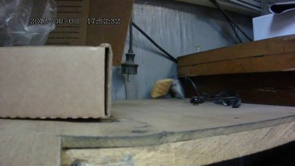 Souris vs Biscuit Cracker