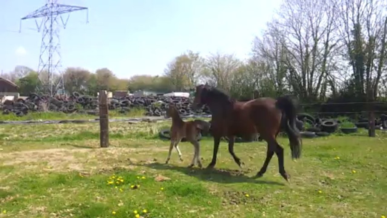 DORIGANE DES ETOILES ( ROYALE DE L'AUMONT * QUORIGAN DE CIVRY)