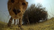 So cute Cheetah Licks a GoPro Camera... Like a big Kitten!