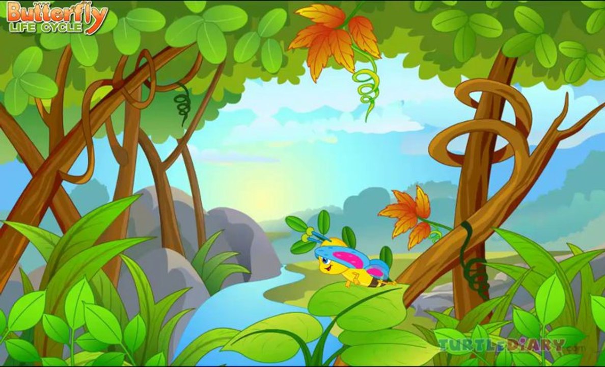 Kids Education Butterfly Life Cycle