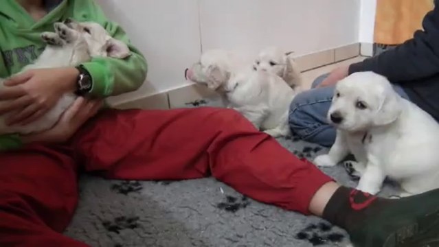 Chiots golden retriever à 4 semaines - 1