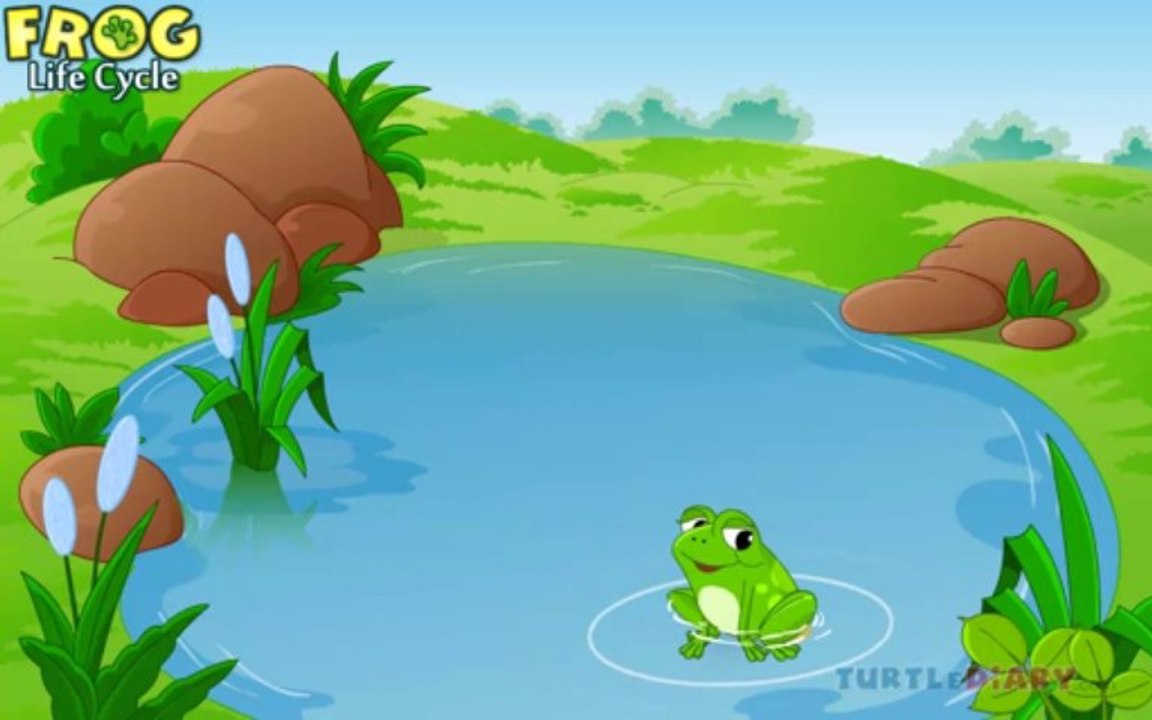 Kids Education Frog Life Cycle