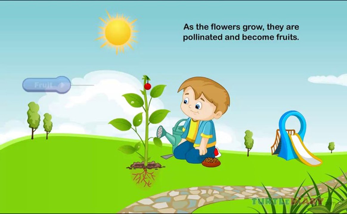 Kids Education Fun Educational life cycle