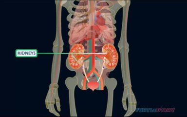 Kids Education Learn about the Parts of Body