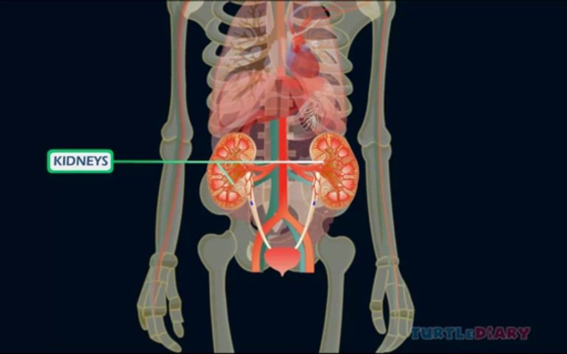 Kids Education Learn about the Parts of Body