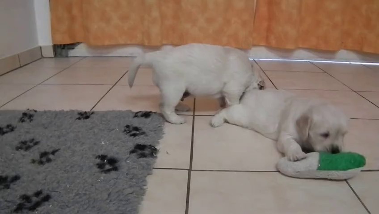 Chiots golden retriever à 4 semaines - 3