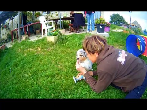 Séance d'éducation par la Méthode Naturelle : Les BB Bergers Australiens d'Elenwë et Gypsy à l'âge de 6 semaines.wlmp