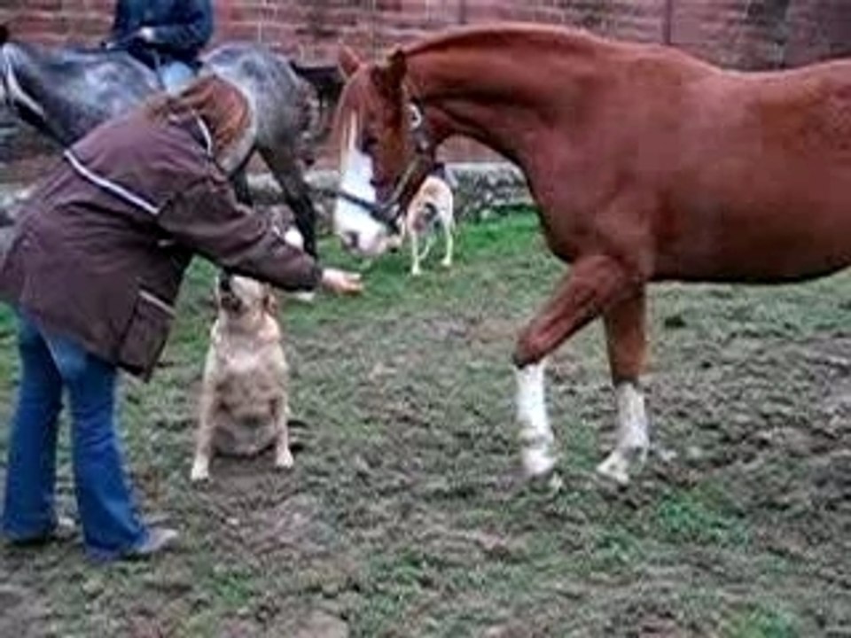 Caraibe et Shadow la patte