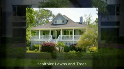 Flea Killer For Lawns St Petersburg | RR Web Spraying Inc Call (727) 288-2405