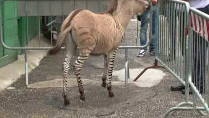 Mi-âne, mi-zèbre : le 3è "zonkey" du monde est né en Italie