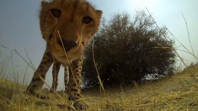 Un magnifique Guepard vient lecher une caméra GoPro. Impressionnant.