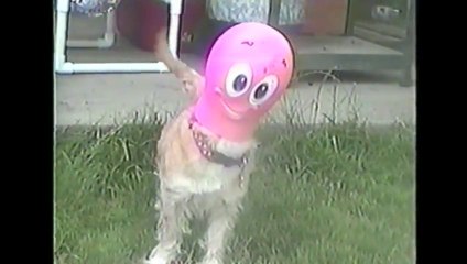 Dumbest DOGS ever... Compilation.