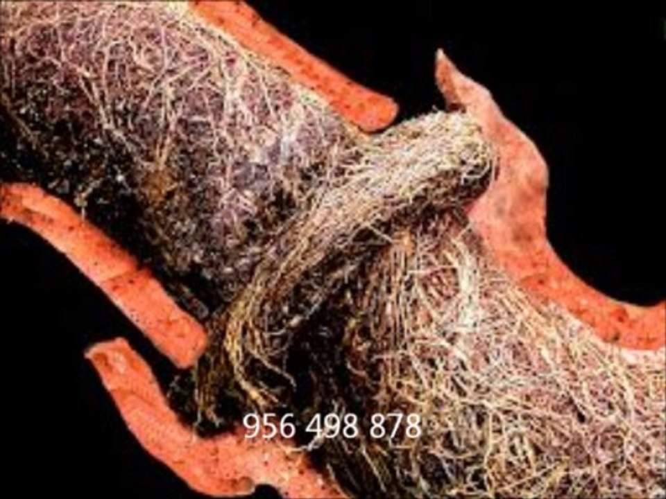 Desatascos en Chiclana profesional y barato 956498878