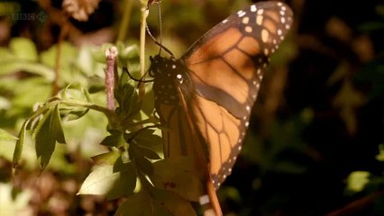 Yaşam Harikaları: 5- Yuva | TrSub | 720p | HD