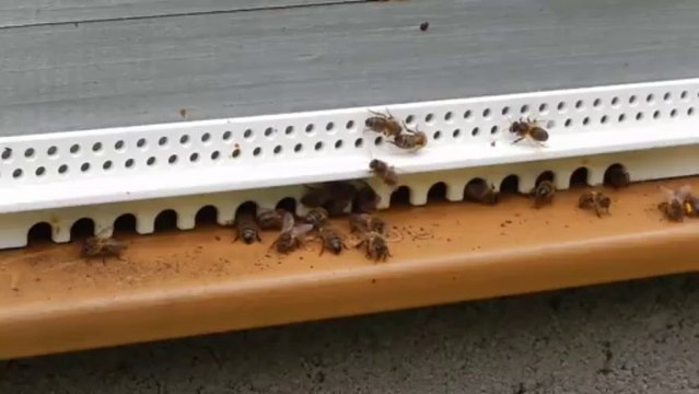 Trou de vol octobre 2013 les abeilles rentrent du pollen de lierre