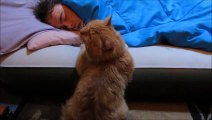You like CATS and KITTEN... Of Course you like!!!! Funniest CAT Compilation ever!