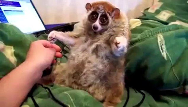 Videos de Risa: Un lemur al que le gusta que le hagan cosquillas (tepillao.com)