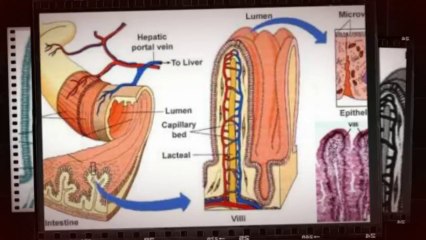 Gluten Allergy Symptoms
