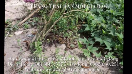 Bán rắn mối thịt - Trang trại rắn mối Gia Bảo