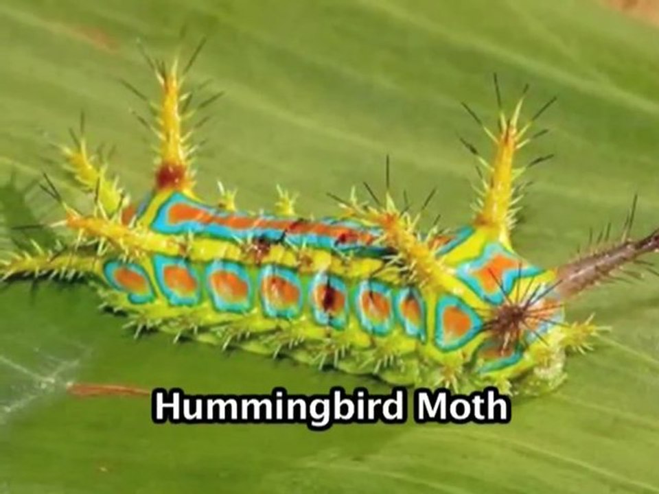 10 Weirdest  Looking Insects