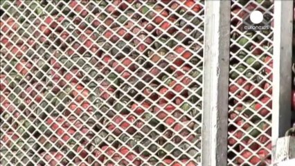 USA: Sriracha hot sauce in pickle over factory odours