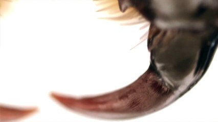 Yaşam Harikaları: 3- En Güzel Sonsuz Formlar | TrSub | 720p | HD