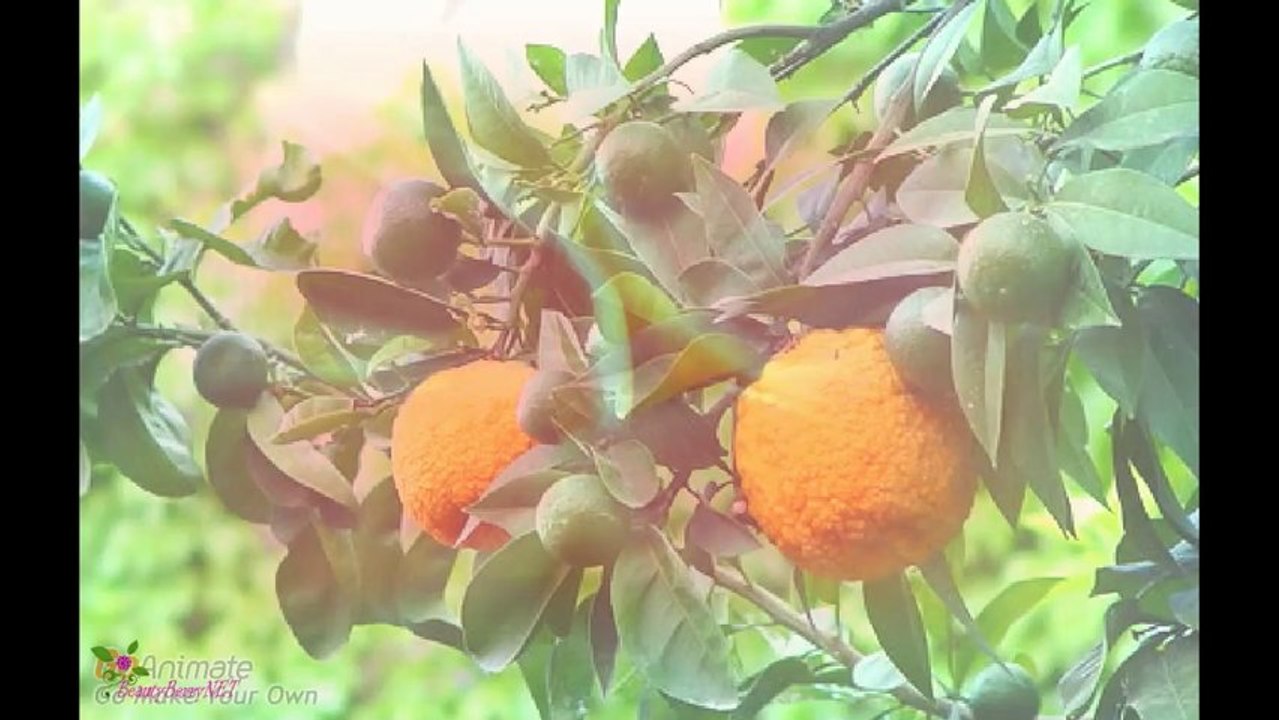 LACOSTE Essential Sport ტუალეტის წყალი სპრეი