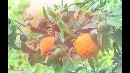 LACOSTE Essential Sport ტუალეტის წყალი სპრეი