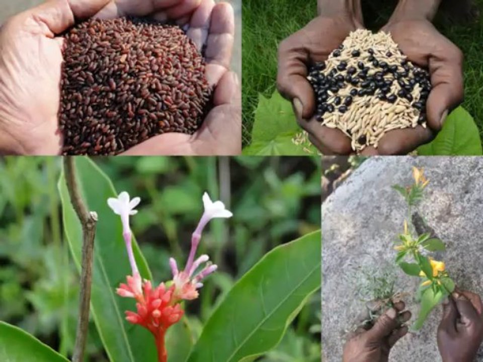 Black Rice Formulations for Type 2 Diabetes: Pankaj Oudhia’s Medicinal Plant Database-214