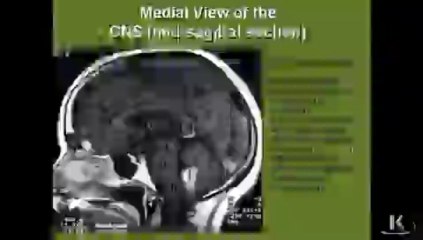 Limbic System